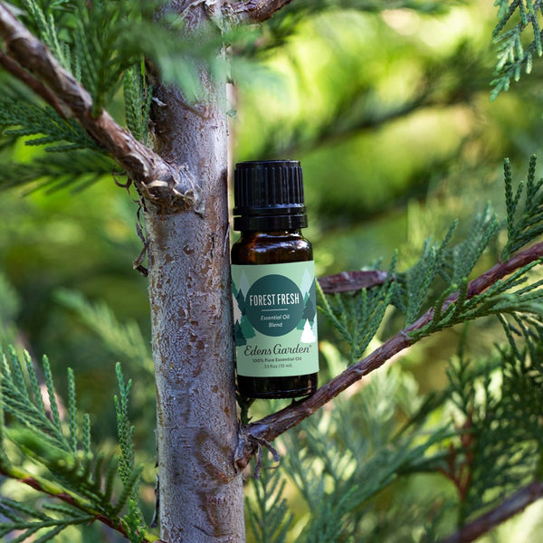 Pine Diffuser Blends - Forest Fresh Essential Oil Scents for Home