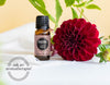 AAA: What Are The Benefits Of Fragonia Essential Oil?